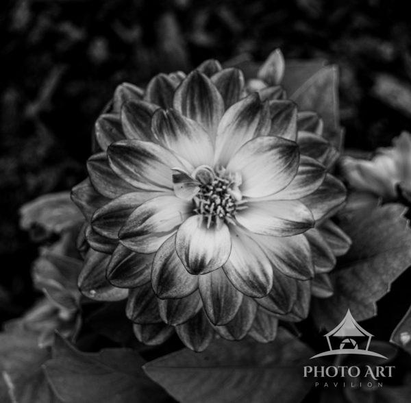 Perfectly balanced and endlessly intricate, the dahlia unfolds like nature's own mandala. Each