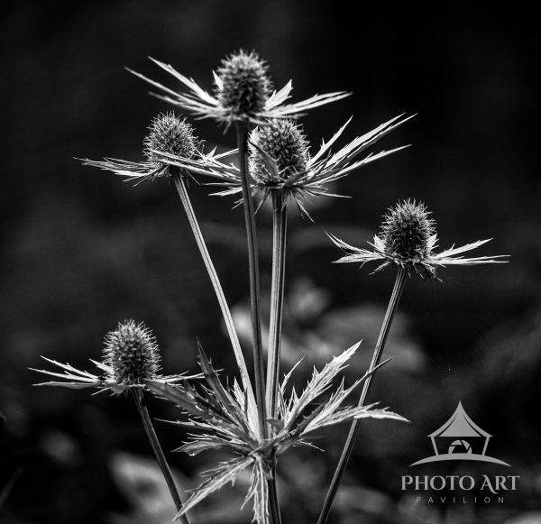 This monochrome photograph captures the quiet elegance of wild thistle forms. Their spiked seed