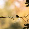 Small Bird Silhouette