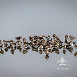 Migration