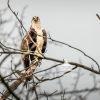 Osprey Waiting