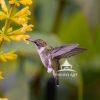 Hummingbird at Longwood gardens