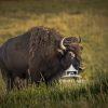 Bison Close Up and crossing the road.