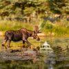 Moose grazing in Grand Teton