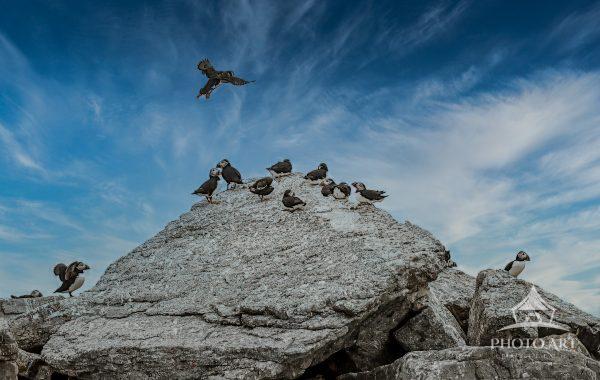 Puffin cruise off of Boothbay Harbor, Maine