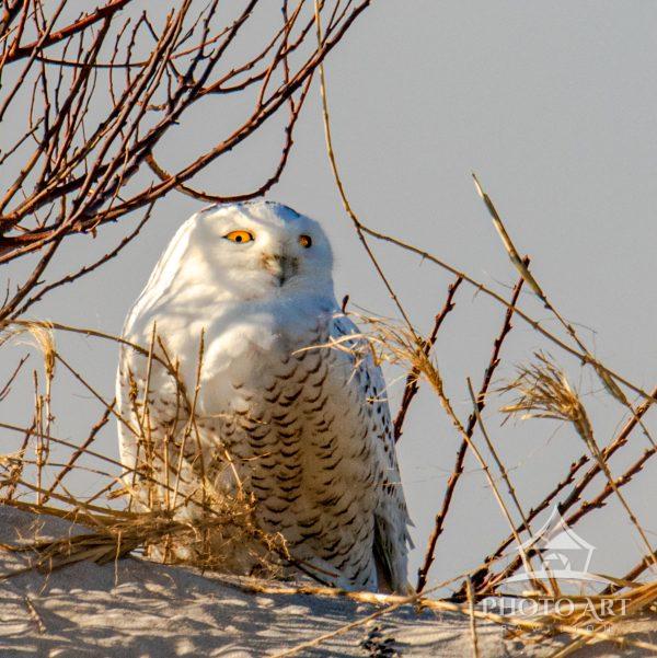 Portrait of Snowy Owl