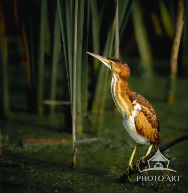 Least Bittern 2