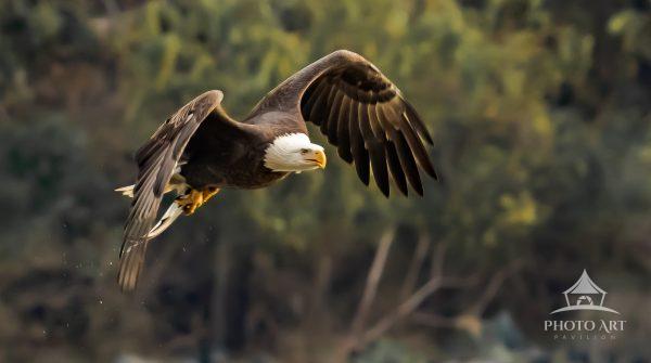 Bald Eagle in Flight 2