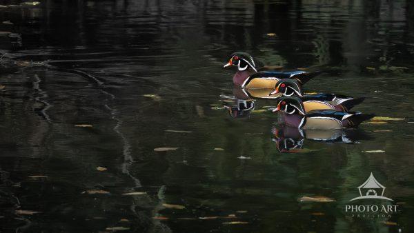 Wood Ducks on the Brandywine River