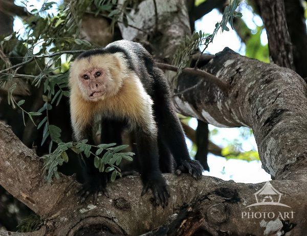 White-throated Capuchin