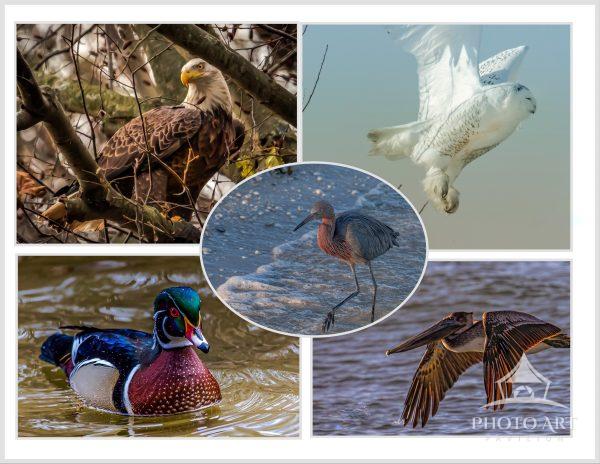Collage of 5 of my favorite birds.