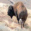 Since 1893, bison have roamed the open grasslands of Antelope Island, becoming one of Utah’s most