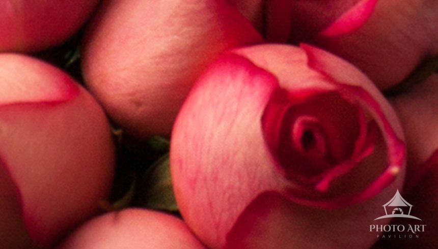 A clutch of Pink Roses for my wife on valentines day! She wasn't home from work yet and I noticed