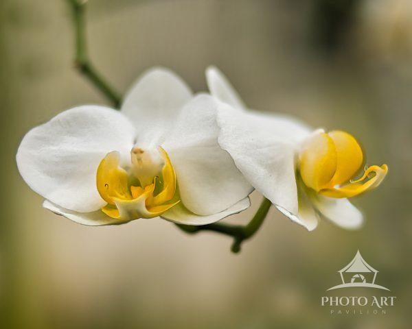 A delicate macro capture of two white moth orchids (Phalaenopsis), highlighting their luminous white