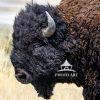 Since 1893, bison have roamed the open grasslands of Antelope Island, becoming one of Utah’s most
