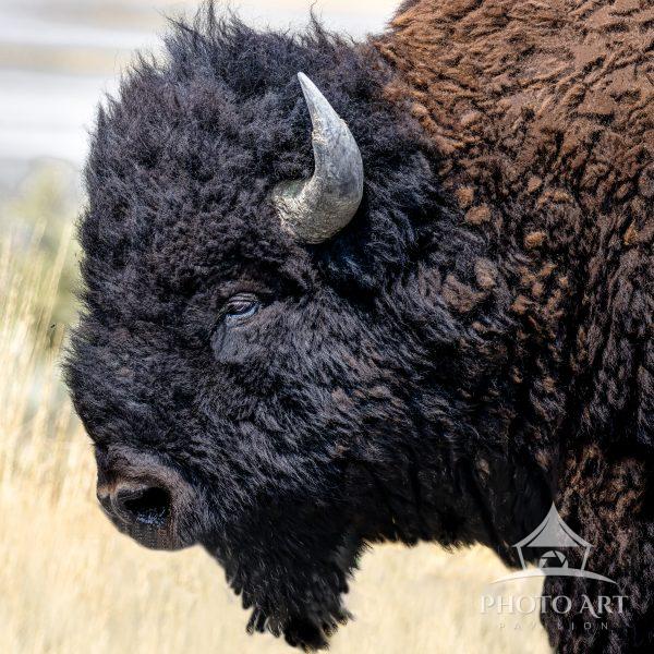 Since 1893, bison have roamed the open grasslands of Antelope Island, becoming one of Utah’s most
