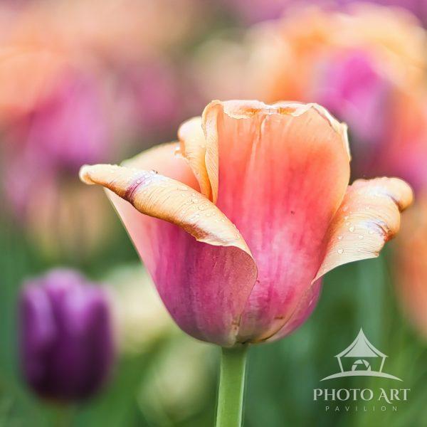 A close-up view of a vibrant peach and pink tulip blossom adorned with fine raindrops, captured in