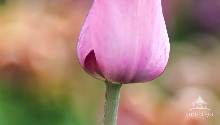 A vertical unopened pink tulip bud rising on a slender green stem, set against a smoothly blurred,