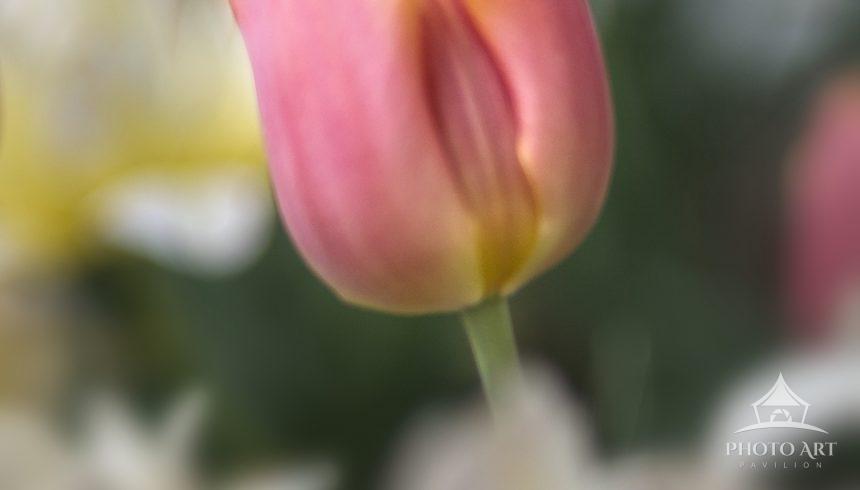 A soft-focus capture of a pink tulip with subtle yellow accents along its petals, standing isolated