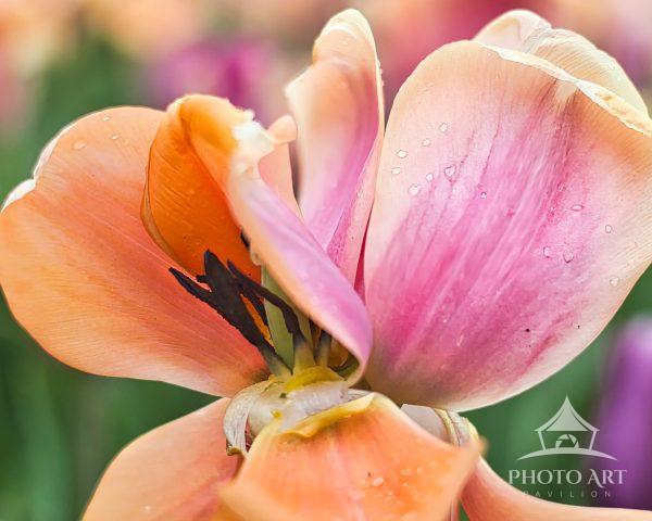 A detailed, wide macro shot of a fully opened peach and pink tulip blossom featuring delicate water