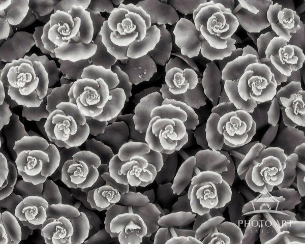 A high-contrast black and white monochrome photograph capturing a dense overhead cluster of