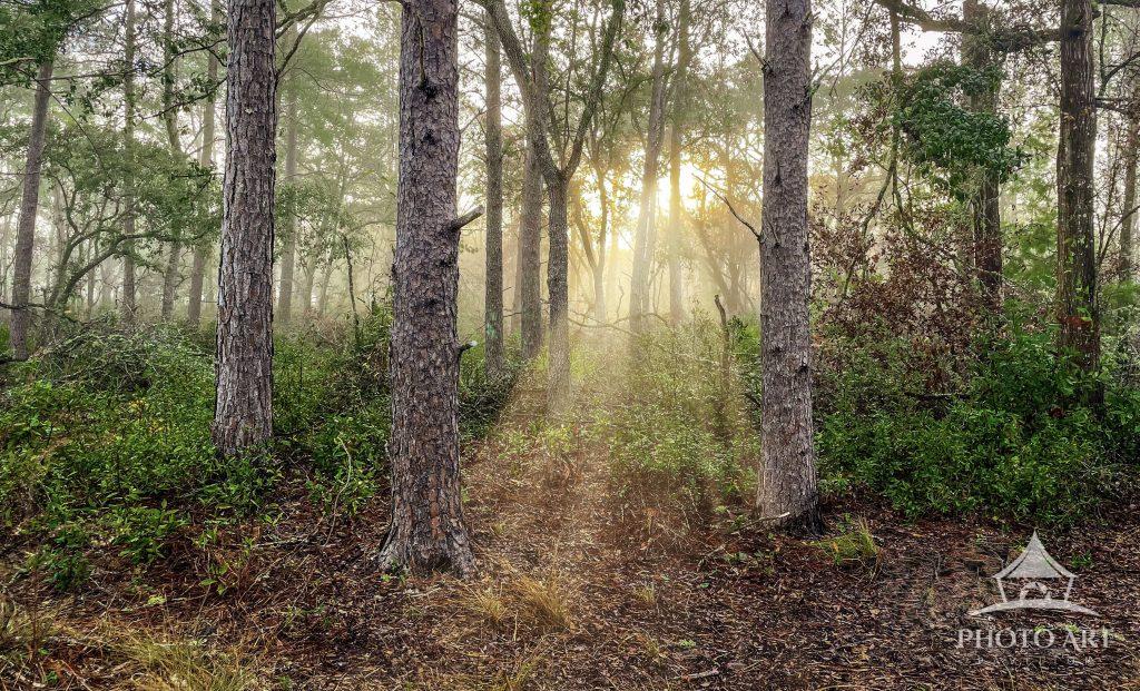 Golden sunlight filters gently through tall trees in a serene forest. The ground is blanketed with