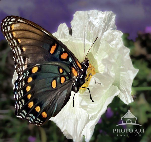 A butterfly with vibrant orange and blue markings rests on a delicate white flower. The background
