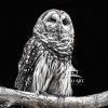 The barred owl also known as the northern barred owl, striped owl or, more informally, hoot owl or