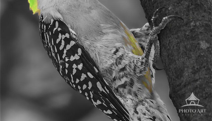 A woodpecker with vibrant green and yellow markings on its head clings to a tree trunk. The