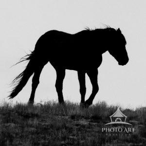 Spirit of the Onaqui: “The Wild Horses of Utah” In the wide, open expanse of Utah’s west desert, the