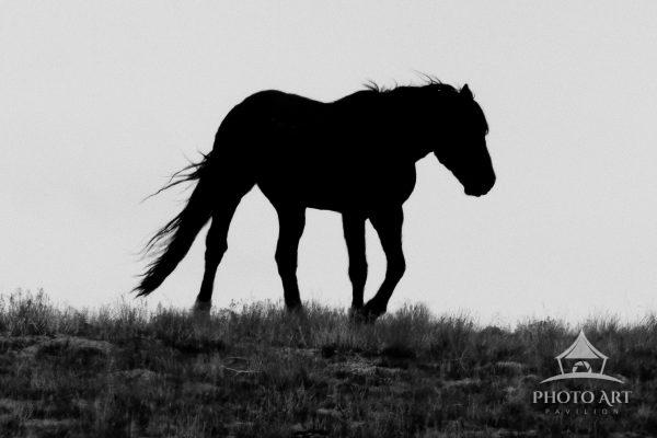 Spirit of the Onaqui: “The Wild Horses of Utah” In the wide, open expanse of Utah’s west desert, the