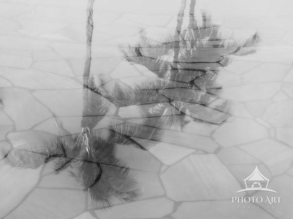 Black and white image of palms reflected on the surface of water in a rock paved pond.