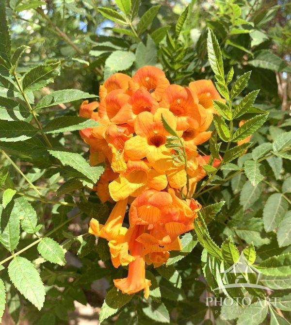 The orange, bright bunch of flowers in the bustling streets of Beer Sheva, Israel.