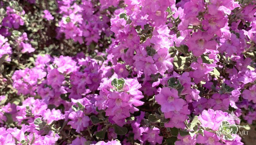 Experience the plushness the light brings to these beautiful lavender flowers.