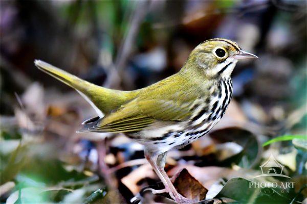 A small oven bird with an olive back and striped breast stands amidst foliage. The background is