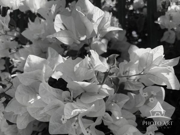 White, wildflower anemones in Israel.