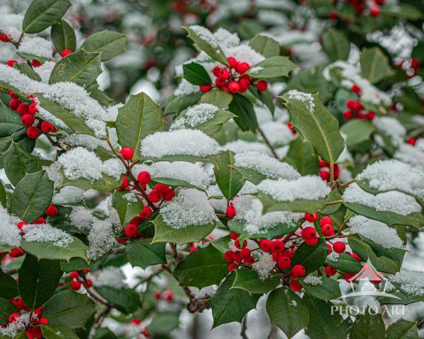 Snow and Holly creating a wonderful winter scene.