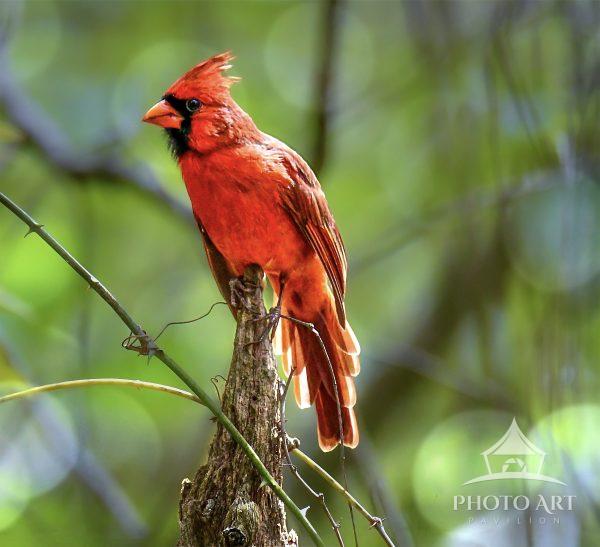 A vibrant red cardinal stands prominently on a snag against a blurred green background. Its feathers