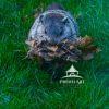 Our yard ground hog gather leaves for his home.  I named him Carl!