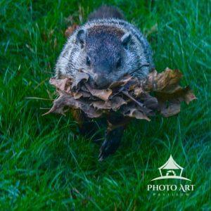 Our yard ground hog gather leaves for his home.  I named him Carl!