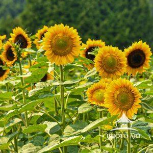 This is a beautiful field of sunflowers in waiting River.