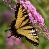 Beautiful swallowtail butterfly enjoy enjoying our butterfly bush in our yard