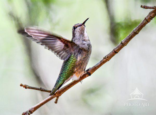 A hummingbird with iridescent green and pink feathers perches on a slender branch. Its wings are