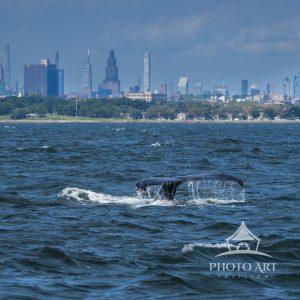 Whale Watch Cruise. I was hoping I would get whale activity with the NYC skyline in the background.