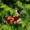 Ruby Throated Hummingbirds feeding on orange trumpet vine blossoms.