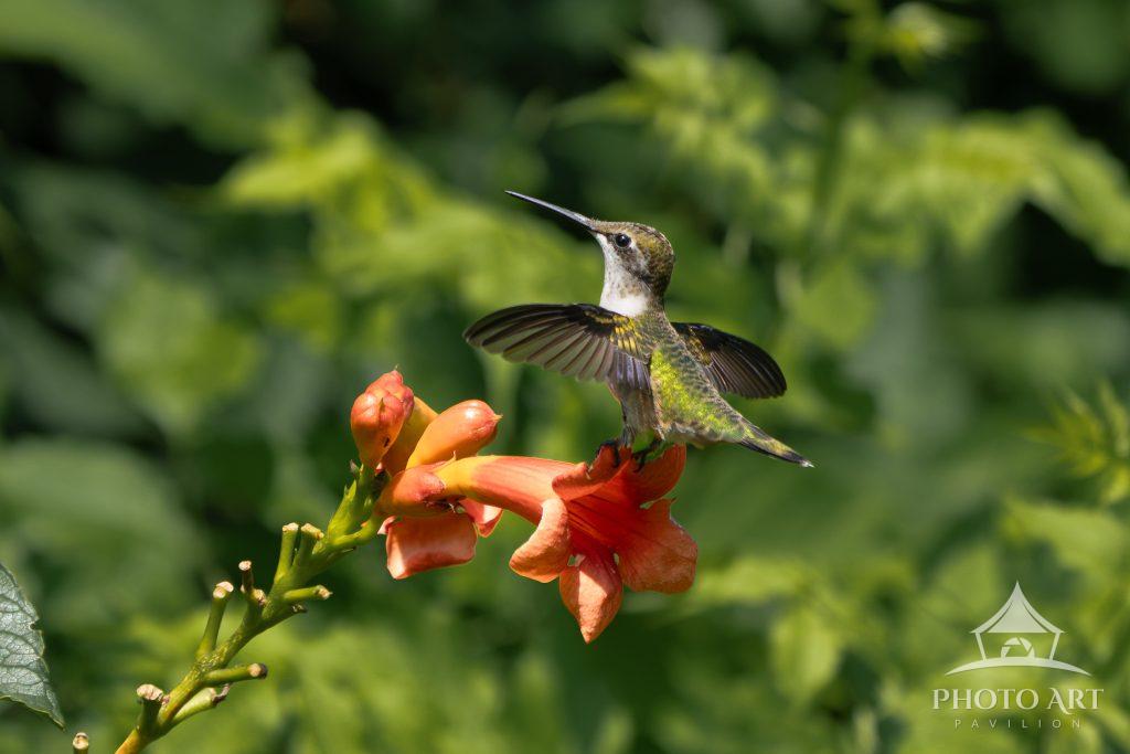 Ruby Throated Hummingbird having fun visiting the beautiful summer blossoms.