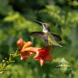 Ruby Throated Hummingbird having fun visiting the beautiful summer blossoms.