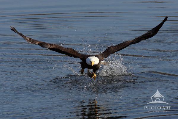 Sixteen Years in the Making. A powerful, front-facing study of a bald eagle immediately after