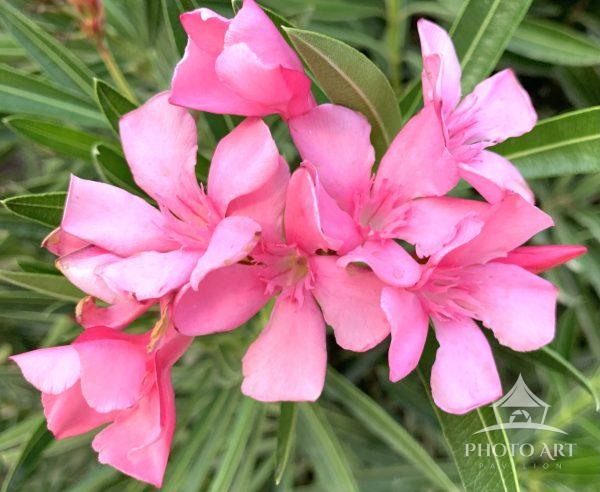 The vivid, bright pink gives an electrifying appearance to these flowers.