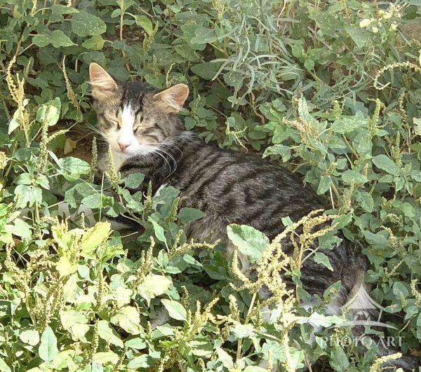 A mother basking in the sun not, next to her kittens.